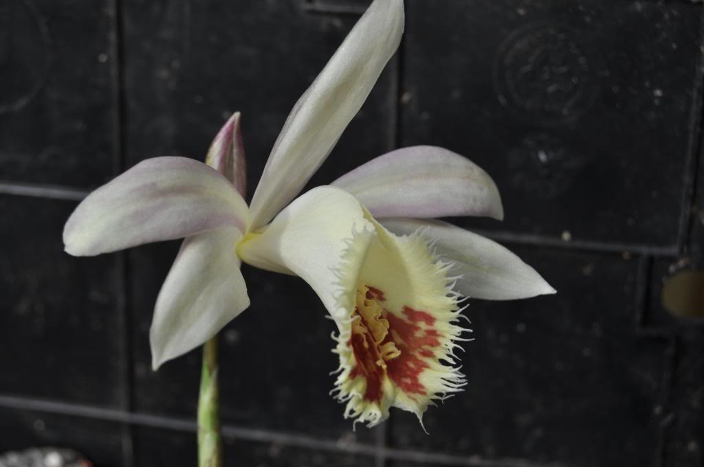 Pleione Shantung 'Ducat' 006_zpsadb292d6