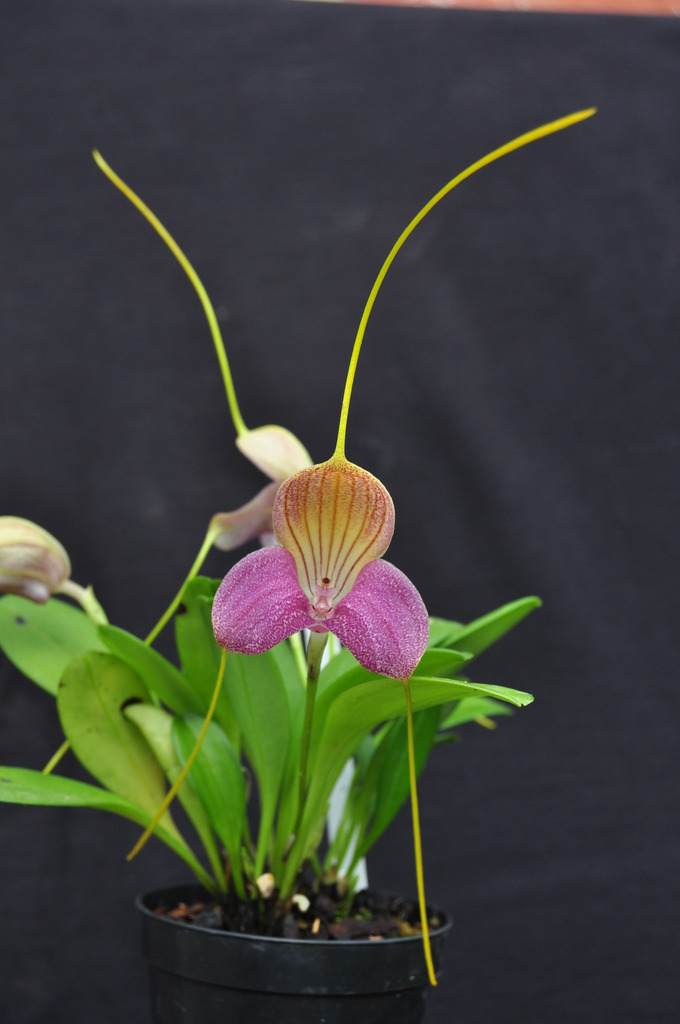  Masdevallia caudata 006_zpsb0g49mc1