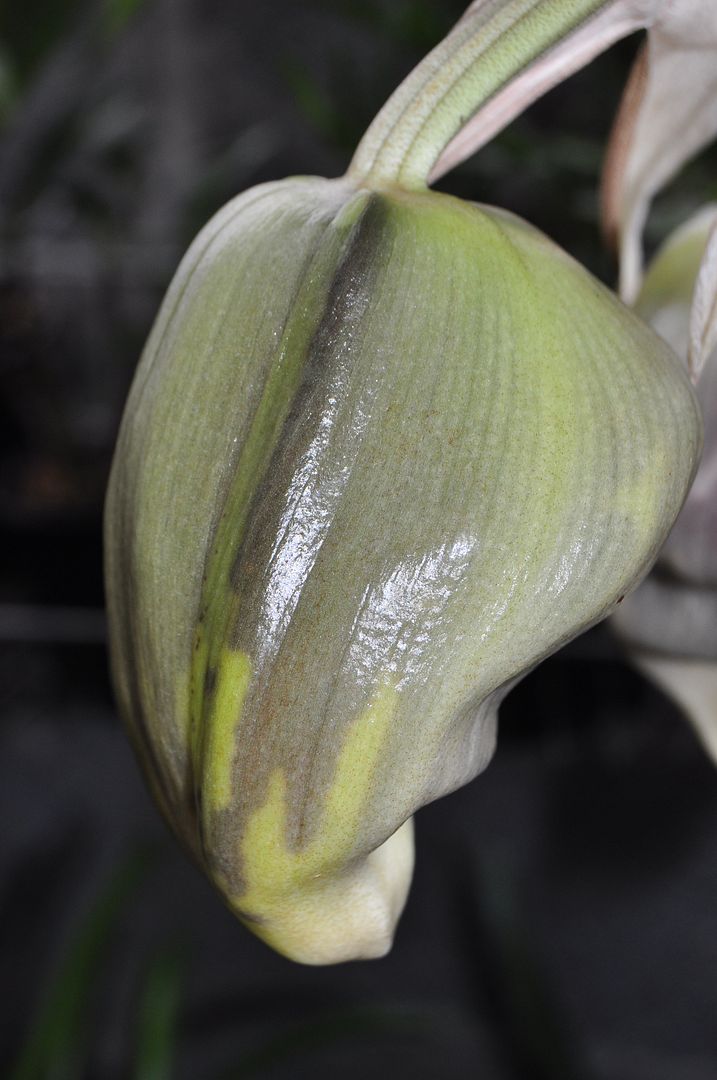 Stanhopea tigrina  006_zpseucalmqg