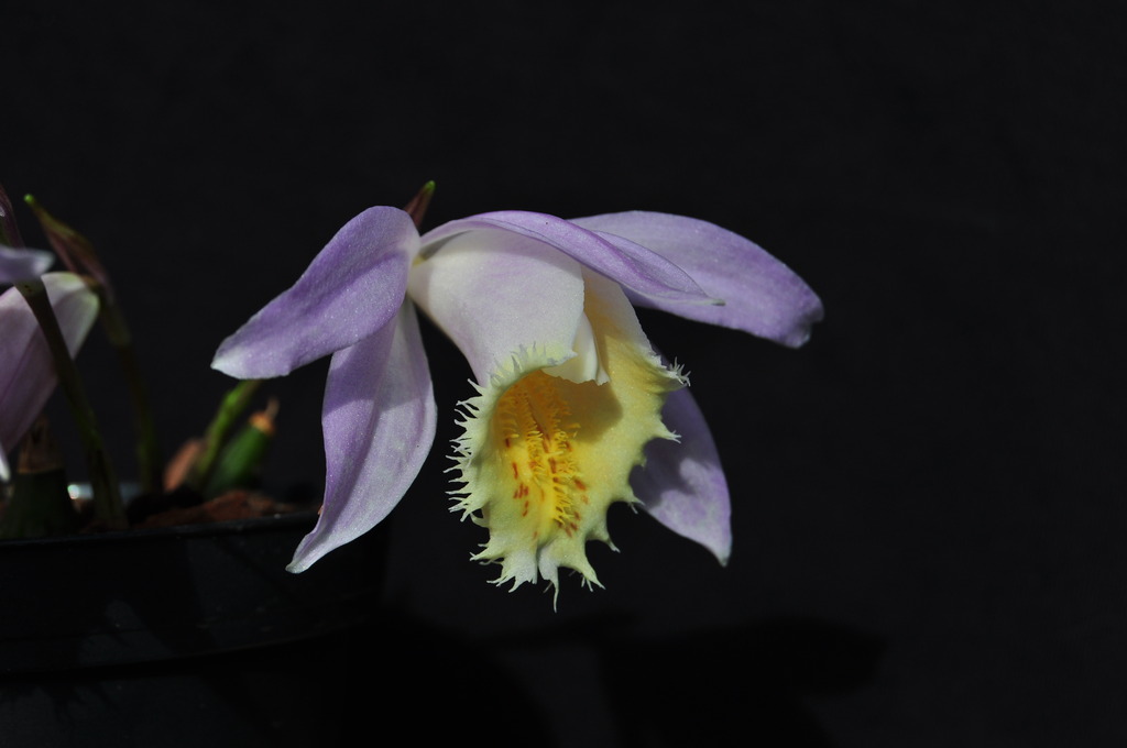 Pleione Ueli Wackernagel  x Shantung 006_zpslphoh8ho