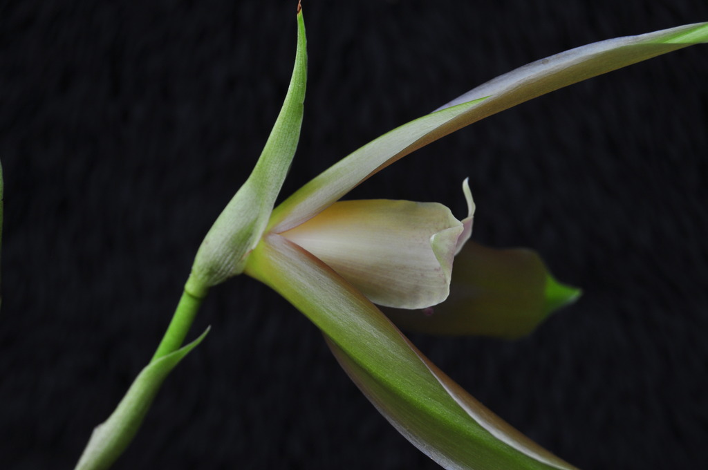 Lycaste schilleriana var. rosea 007_zpsdkgj7zn0