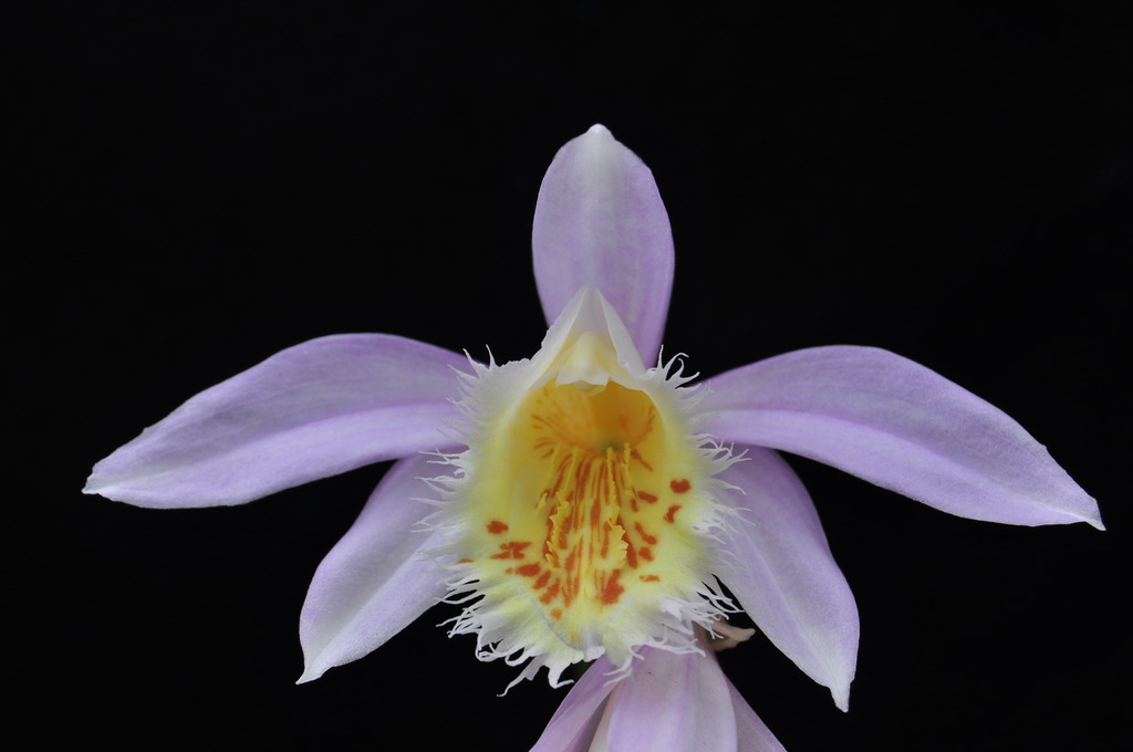 Pleione Glacier Peak  007_zpsv69o4bel