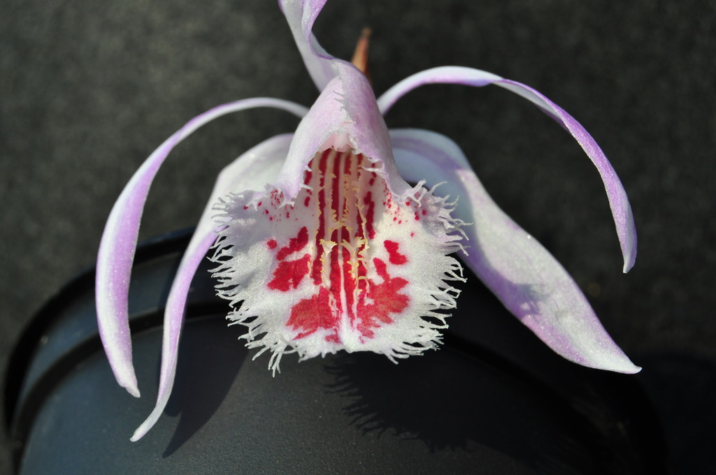 Pleione Eiger 'Leslie Frank' 008_zps7mcwbjsz