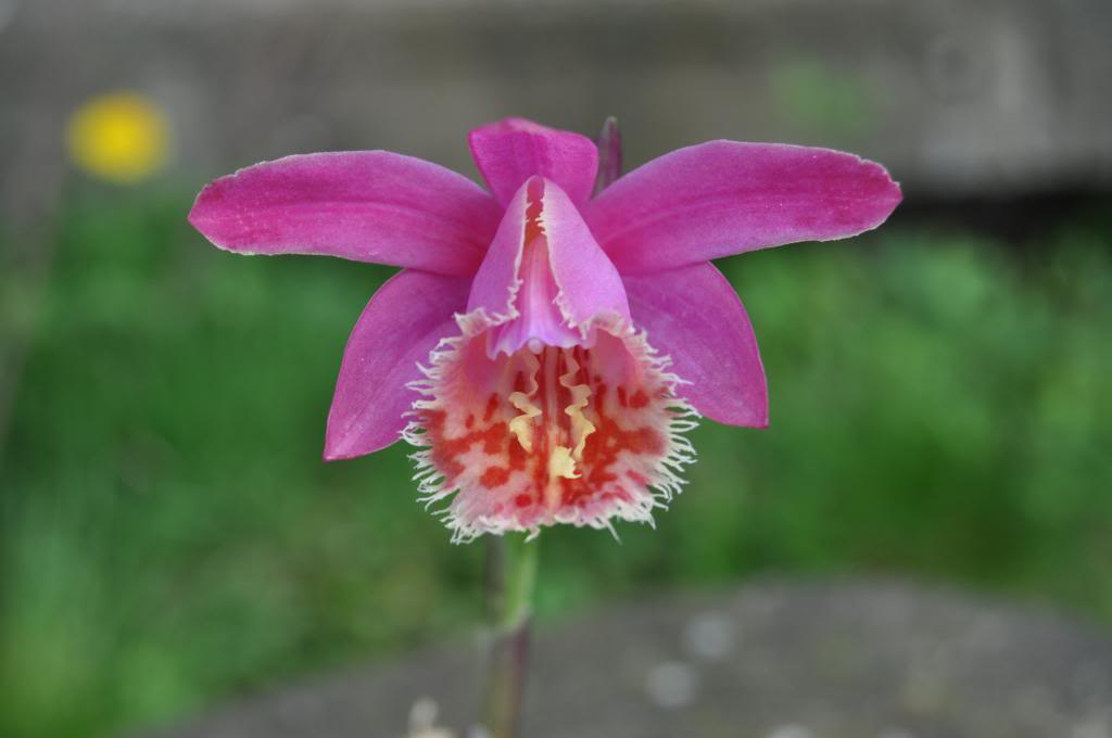 Pleione Whakari 008_zpsdd50e954