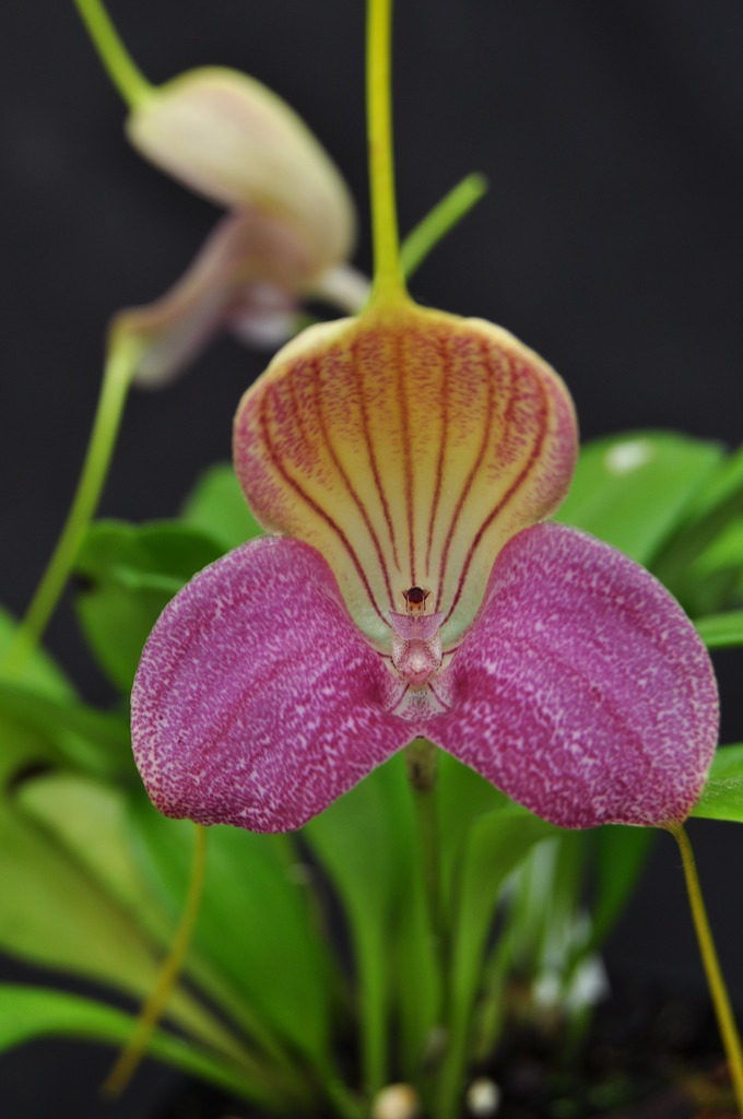  Masdevallia caudata 008_zpsykjseucz