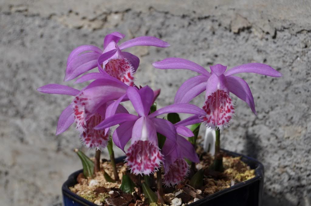 Pleione limprichtii 009_zps46f6a1c0