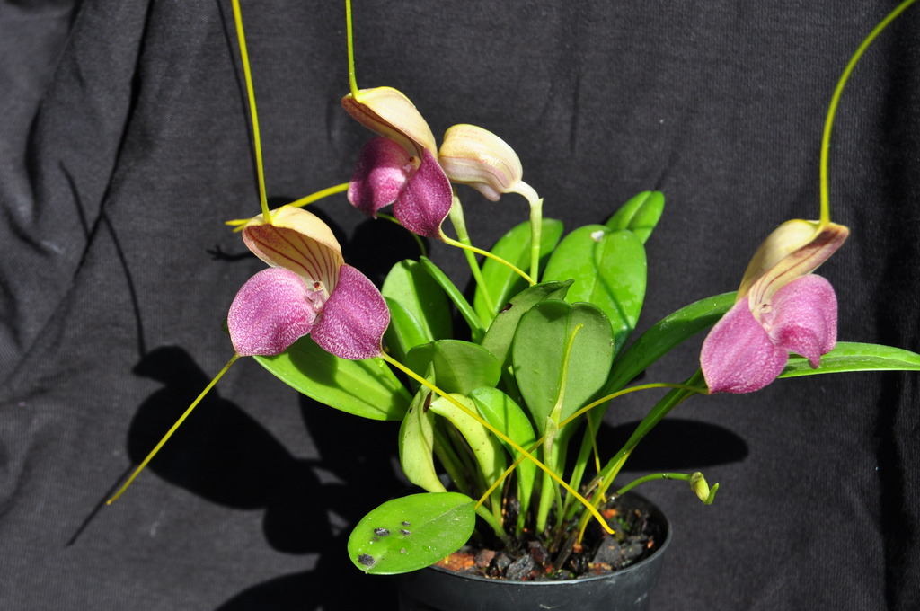  Masdevallia caudata 009_zpsuc5lryjg