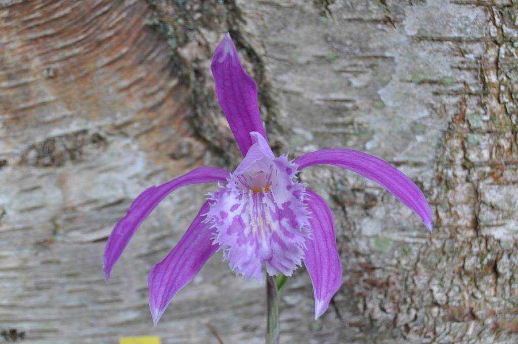 Pleione X Barbarae différents clones 010_zps66ac0552