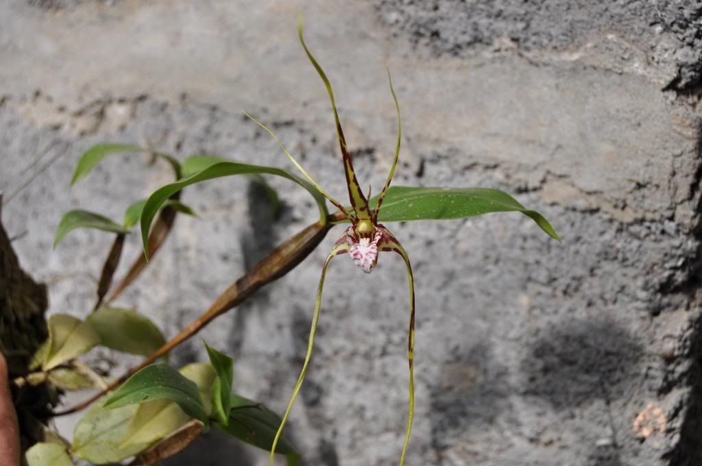 Dendrobium tetragonum subsp. giganteum 010_zpsae329866