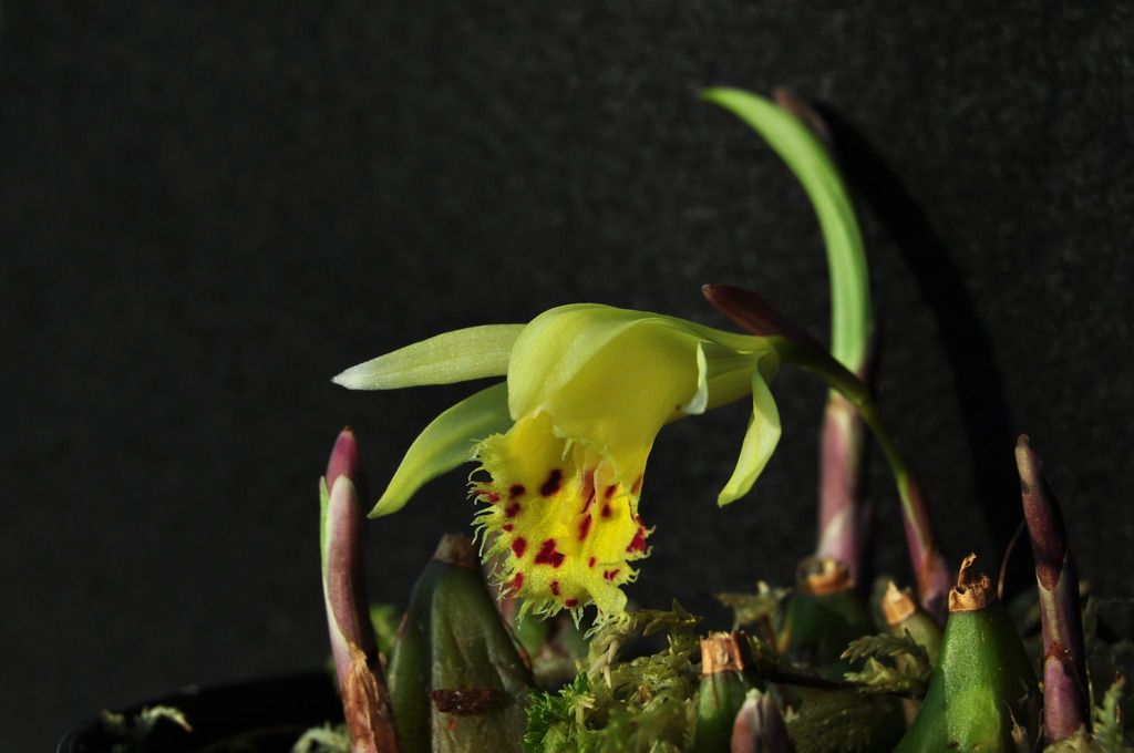 Pleione forrestii 011_zpssc6lo4xe