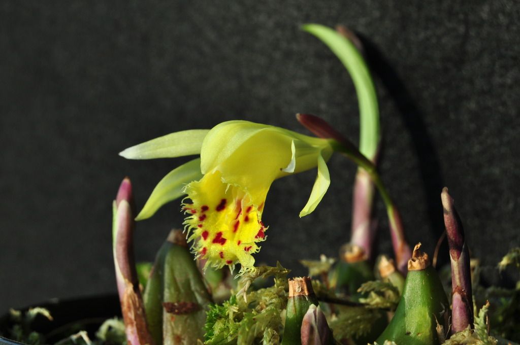 Pleione forrestii 012_zpswcr84j4w