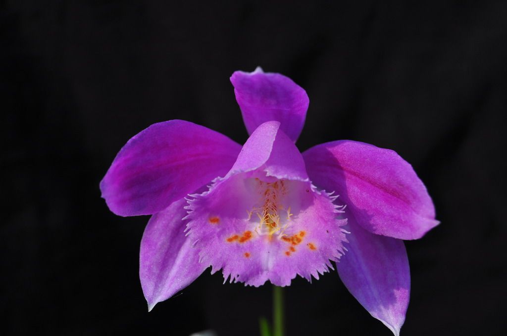 Pleione aurita x bulbocodioides 014_zpsvgmrih65