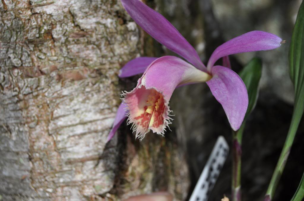 Pleione Rakata 'Locking Stumps' (hyb) 015_zps8565b199