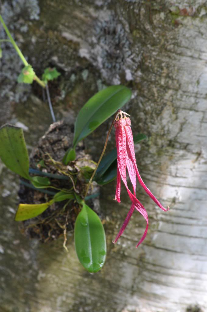 Bulbophyllum plumatum 016_zps447ba41b