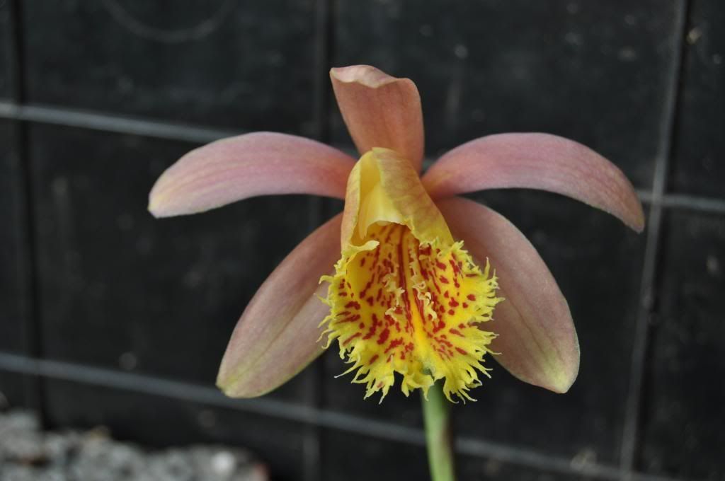 Pleione Suswa	 016_zpsb7a45115