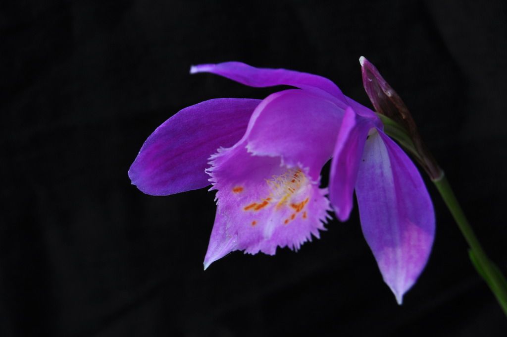 Pleione aurita x bulbocodioides 016_zpslyg5qyjb