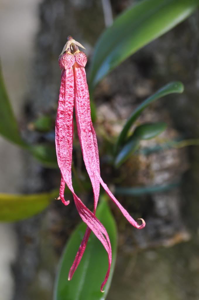 Bulbophyllum plumatum 017_zps2344b28c