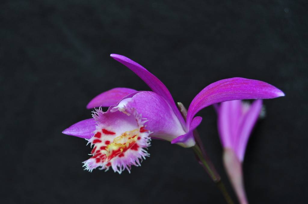 Pleione Red Colobus	 018_zps7bdan2oc