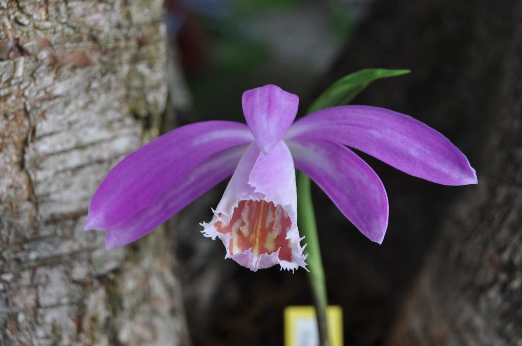 Pleione formosana 018_zps8o8o9grf