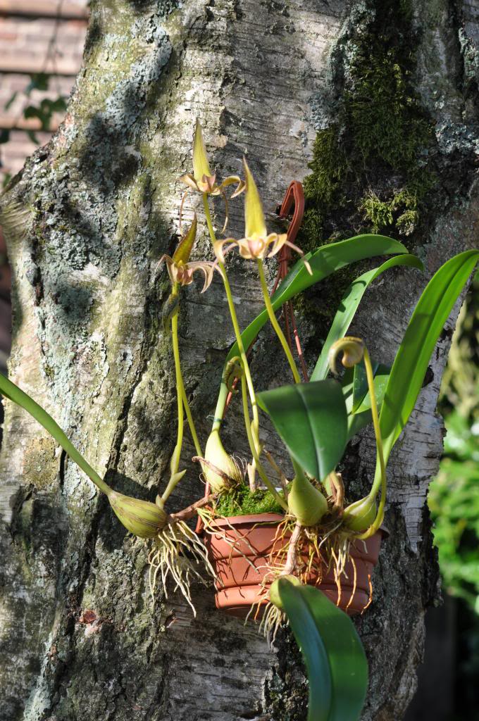 Bulbophyllum lobbii 018_zpsca20f823