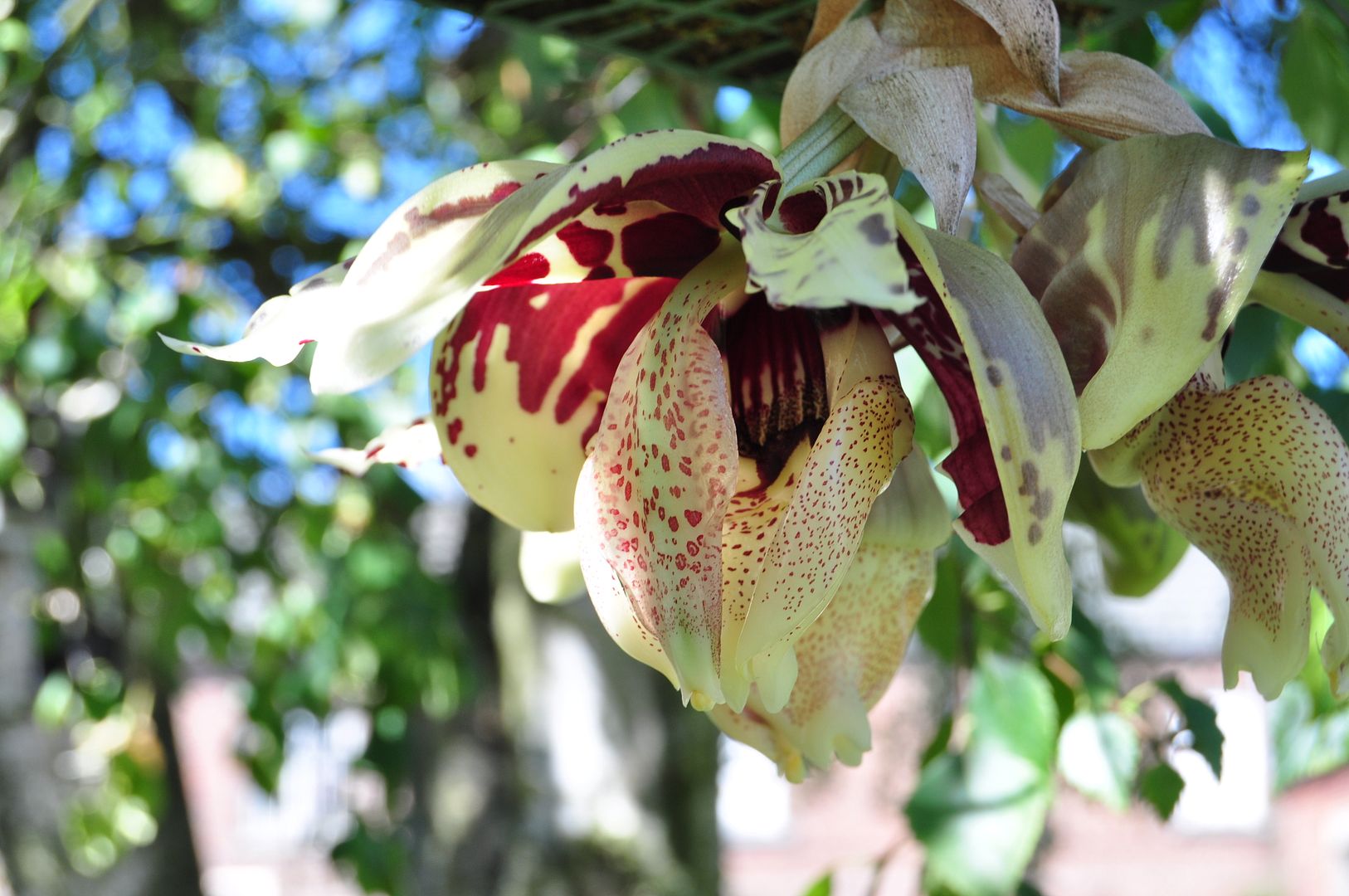 Stanhopea tigrina  019_zpsaalcq9pu