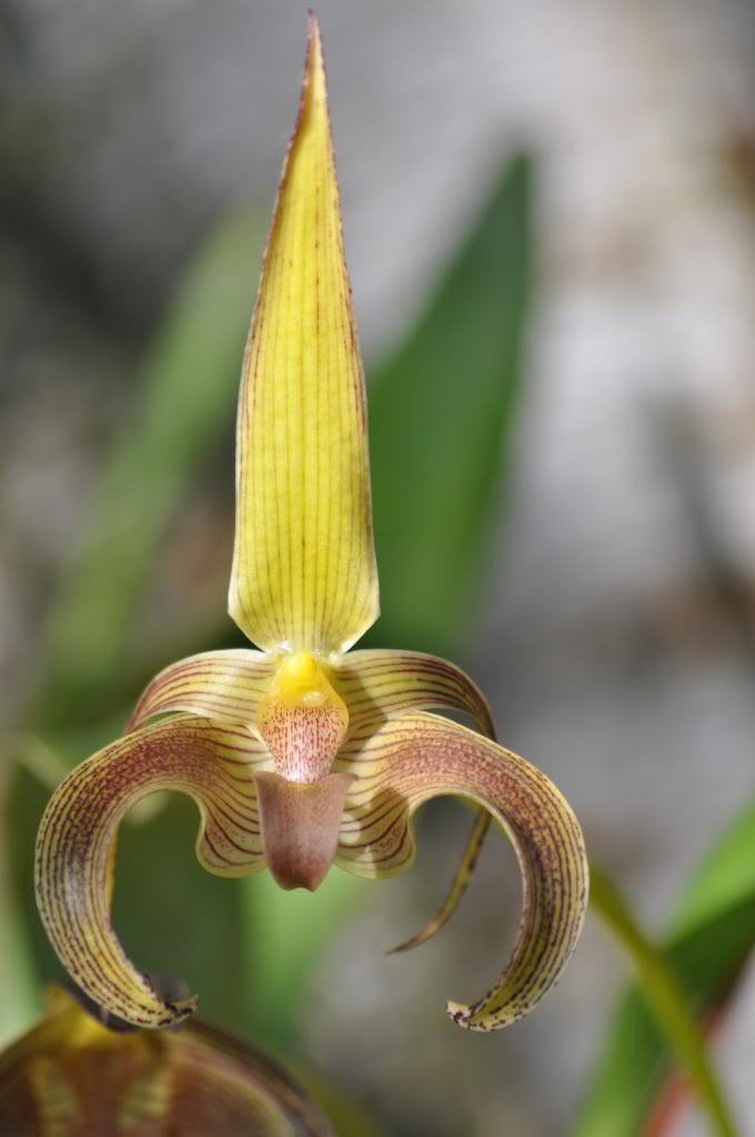 Bulbophyllum lobbii (syn. Bulbophyllum siamense) 020_zps1295cea8