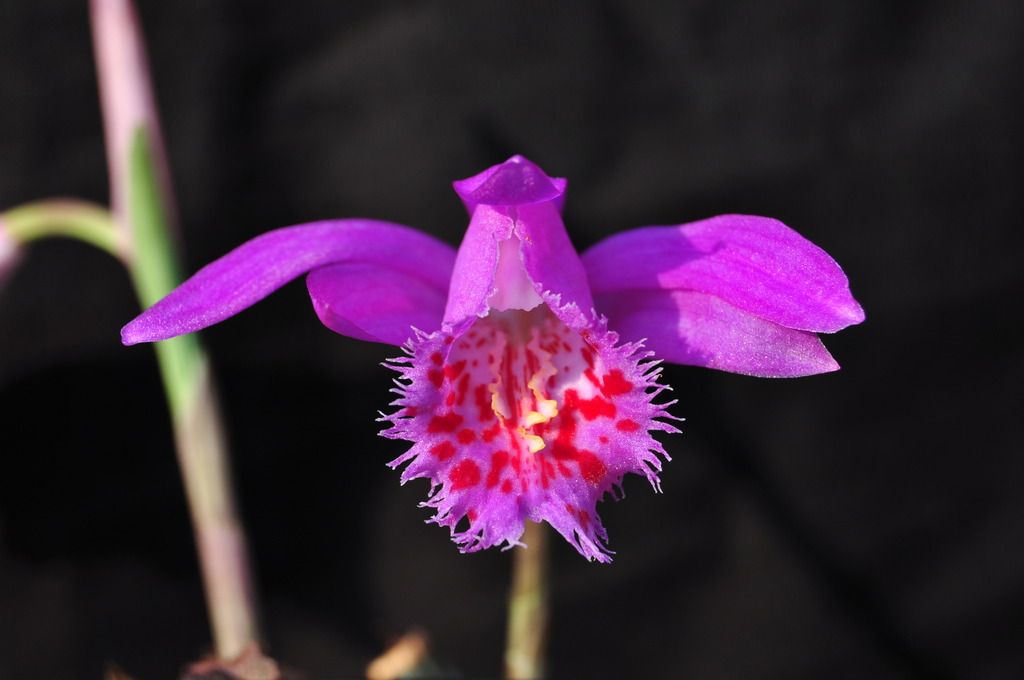 Pleione El Misti 020_zpsrfe9x7dk