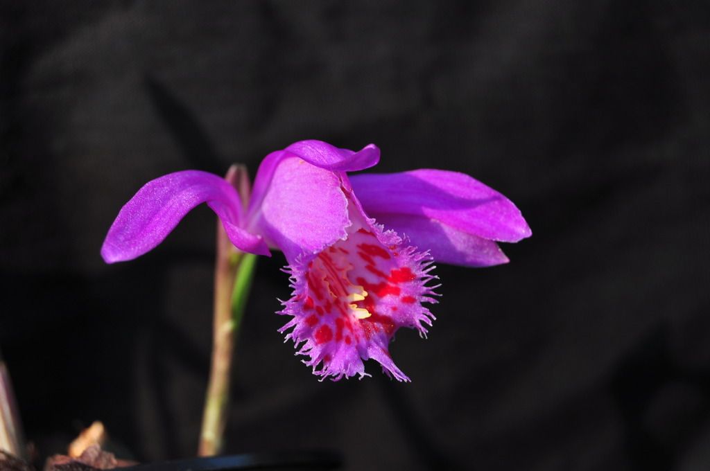 Pleione El Misti 021_zpsetwg0qb6