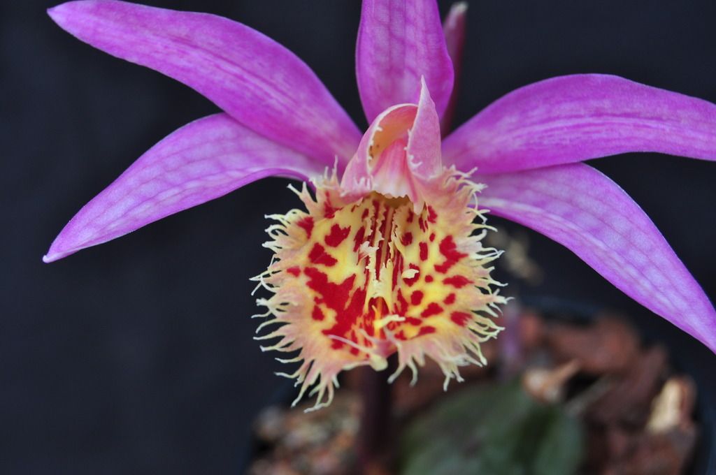 Pleione Vesuvius Tawny Owll 021_zpsnzz3w9rf