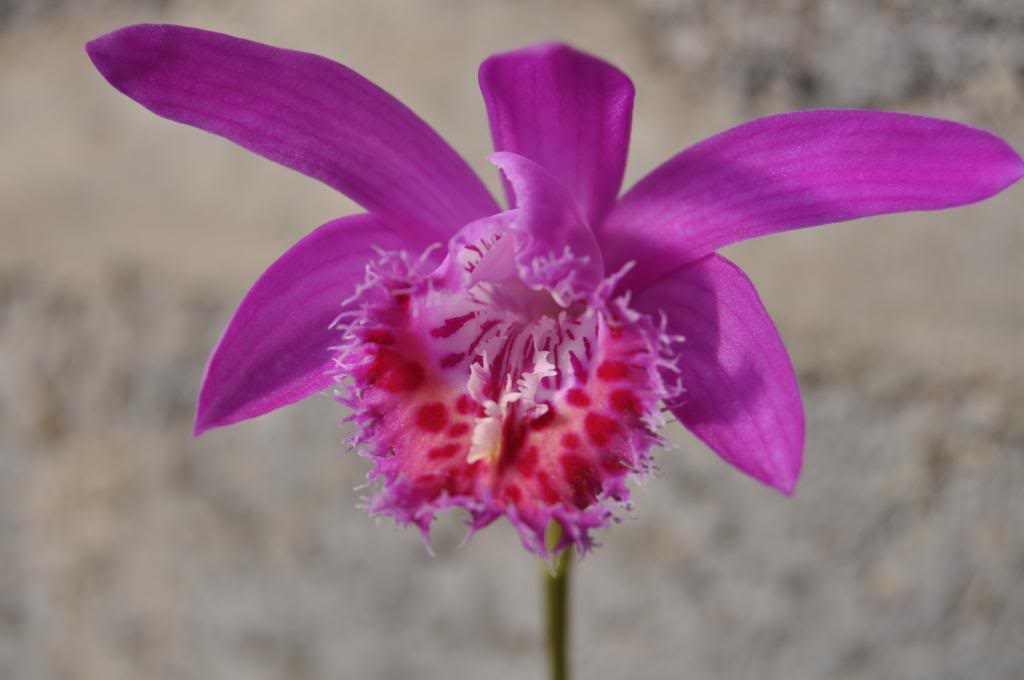 Pleione Vicky 022_zps741fbb7c