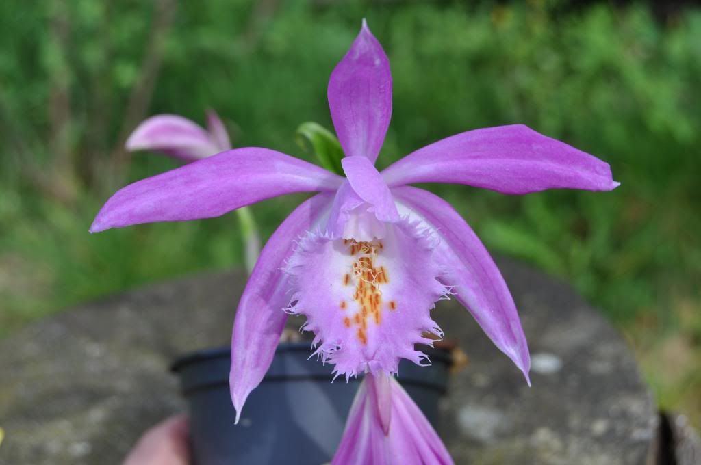 Pleione Ueli Wackernagel  022_zpse88eba55