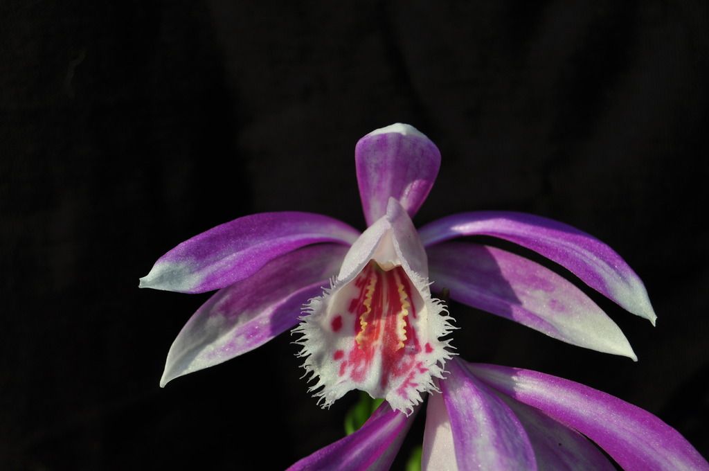 Pleione Alishan 'Merlin' 022_zpsges6eex9