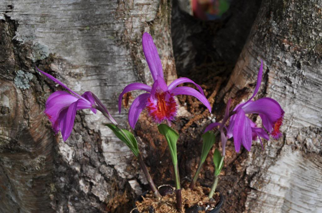 Pleione Stromboli 'Fireball' 024_zps439eb100