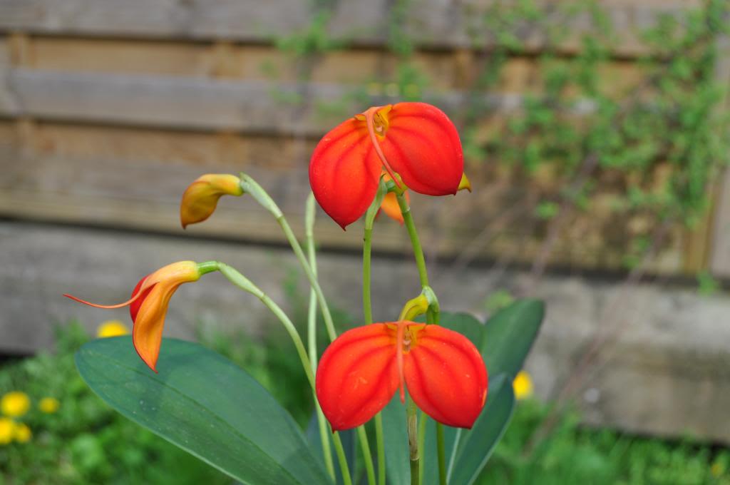 Masdevallia ignea 024_zps793a776b