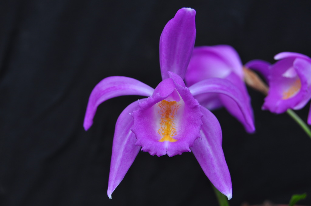 Pleione aurita 024_zpscl9pwrup