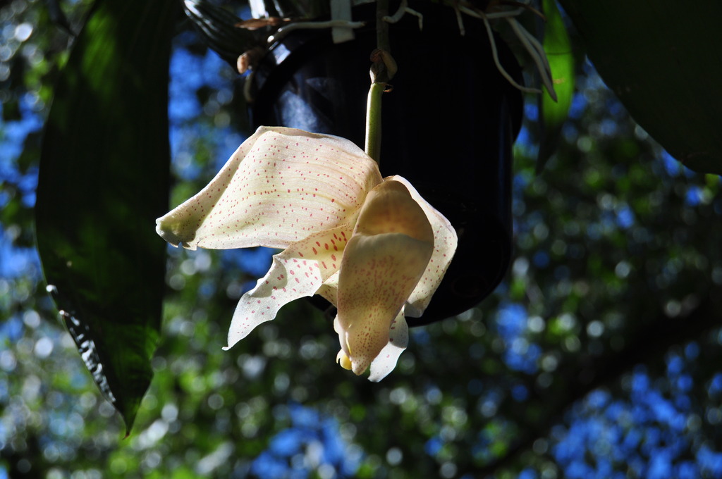 Coryhopea Caramel 024_zpsrktdxjwj