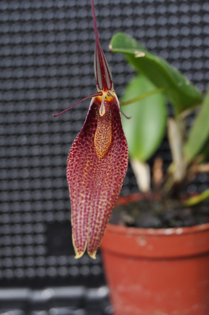 Restrepia guttulata (Equateur) 024_zpssnrntlme