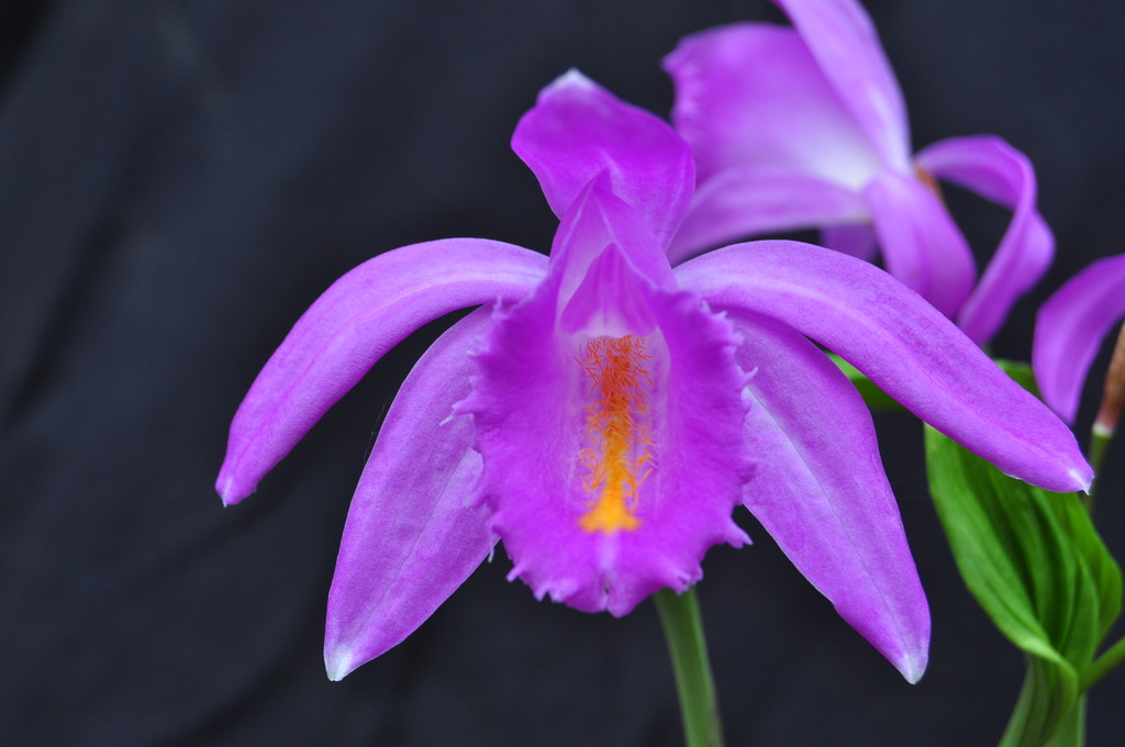 Pleione aurita 026_zpsqfftcxez