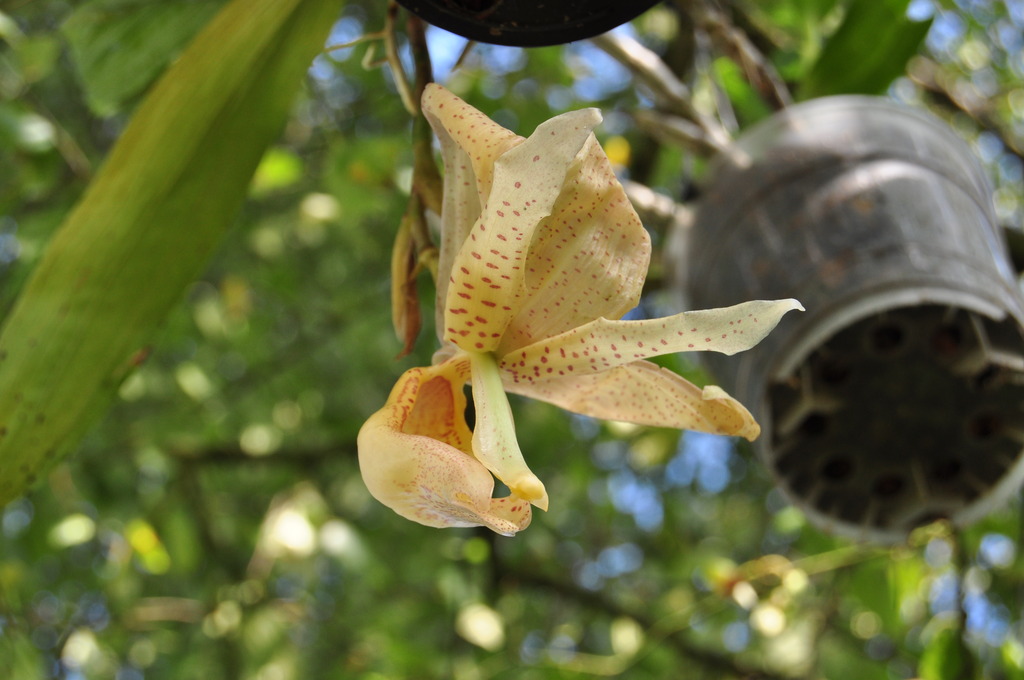 Coryhopea Caramel 027_zpsm7ma9yhz