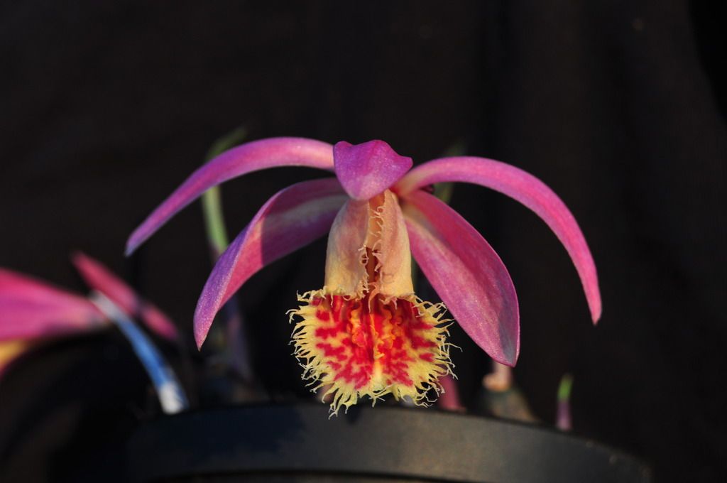 Pleione Betty Arnold 028_zpscydlaisj