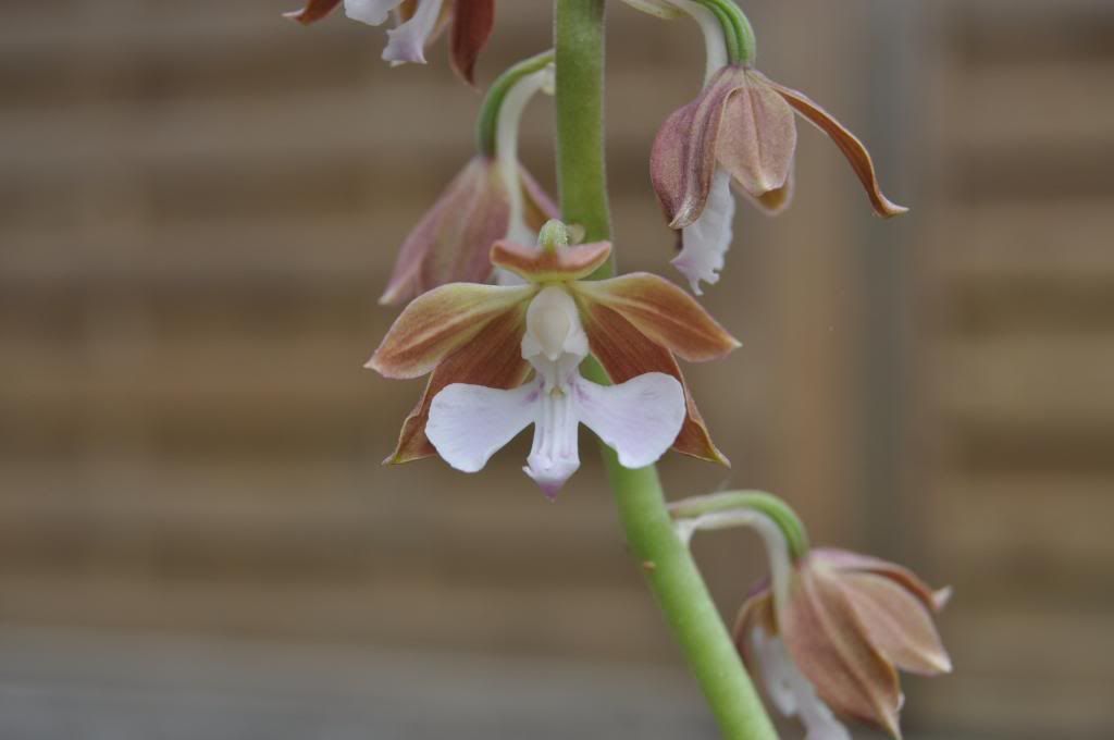 Calanthe discolor 028_zpsd6e2d8bf