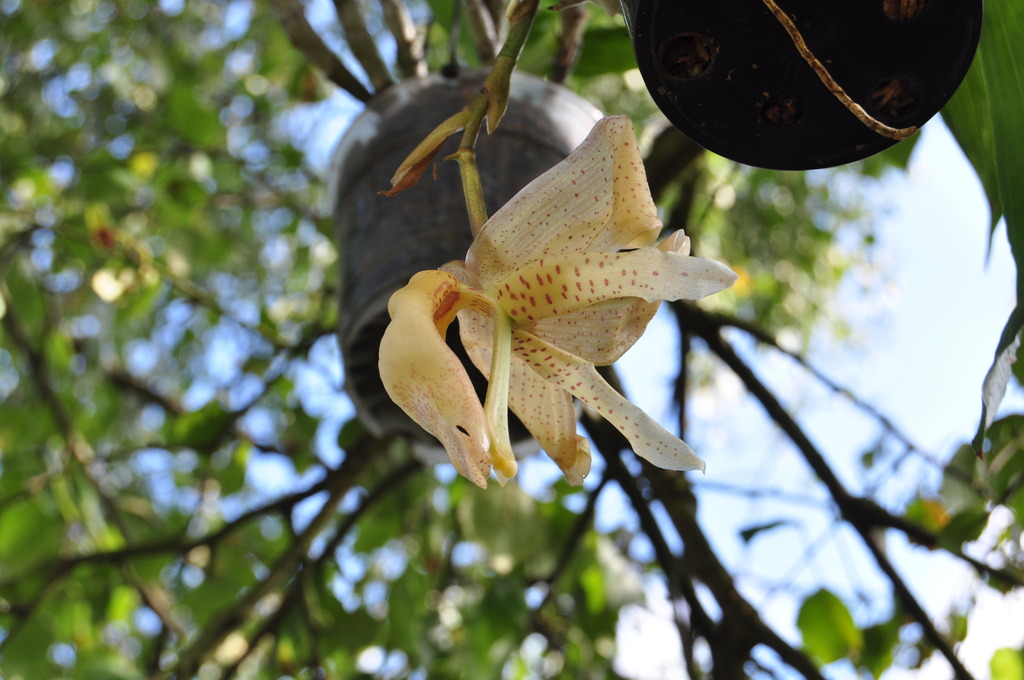 Coryhopea Caramel 028_zpsf5mbj9jw