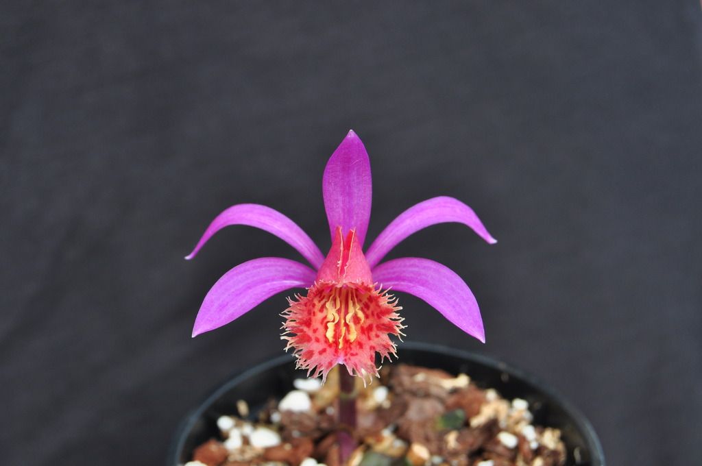 Pleione Keith Rattray 028_zpsiq6ymnih