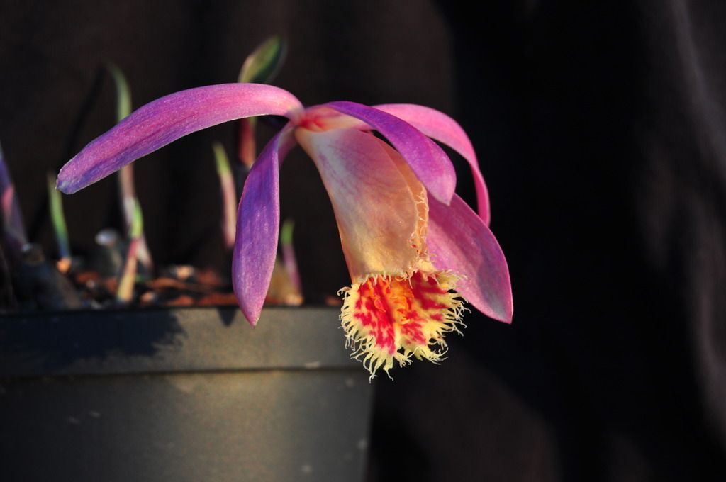 Pleione Betty Arnold 029_zpsbjgebgcj