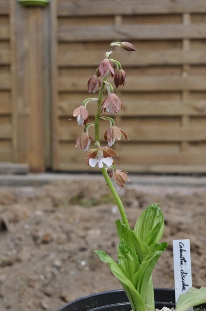 Calanthe discolor 030_zps950b1ee2