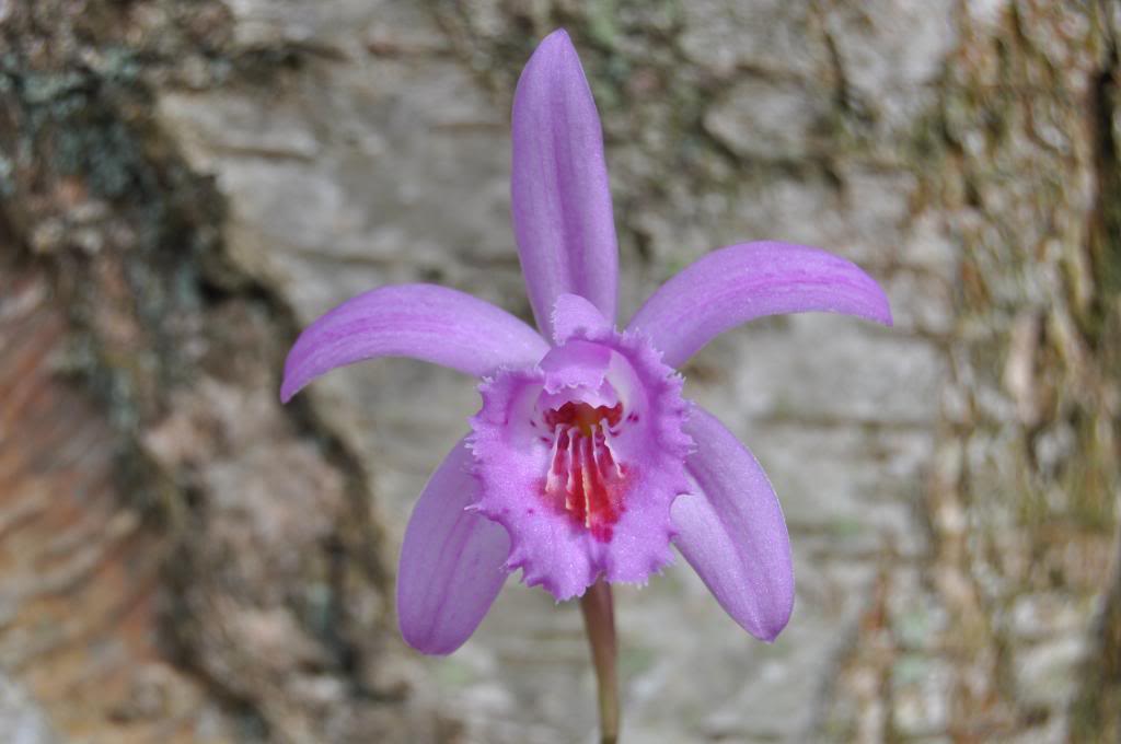 Pleione Mawenzi   032_zps67d50828