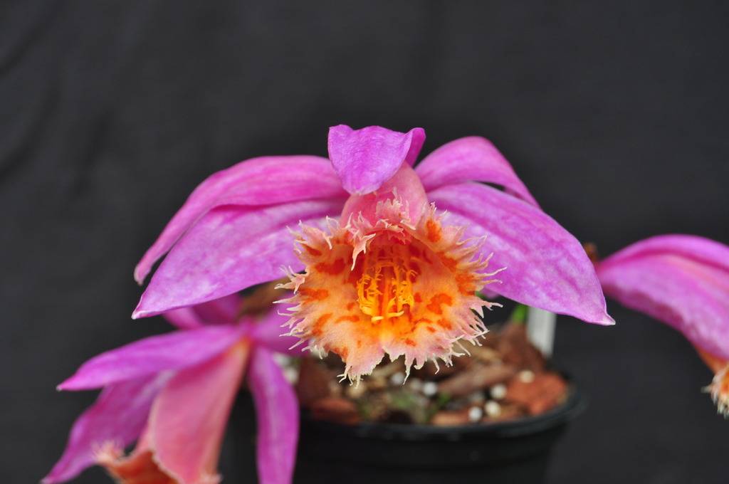 Pleione Angwatibo	 032_zpsfwuoci1n