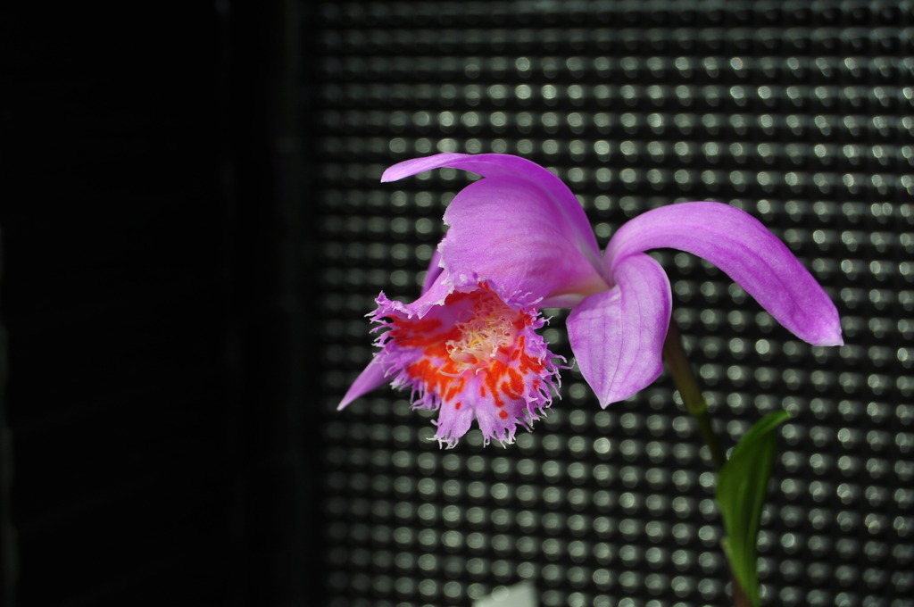 Pleione Io 033_zps0umosn6z