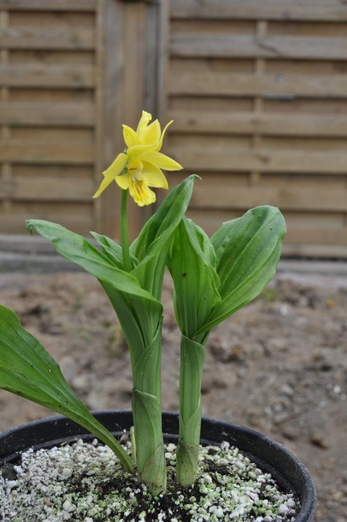 Calanthe striata (sieboldii) 033_zps82e5daee