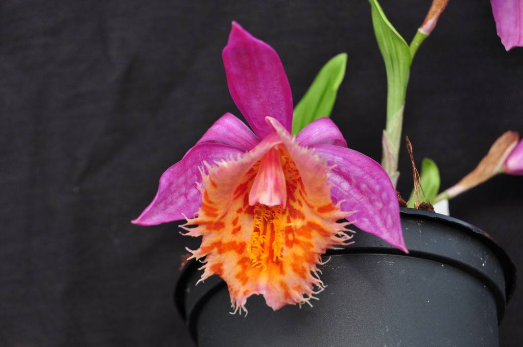 Pleione Angwatibo	 033_zpsnzvwohre